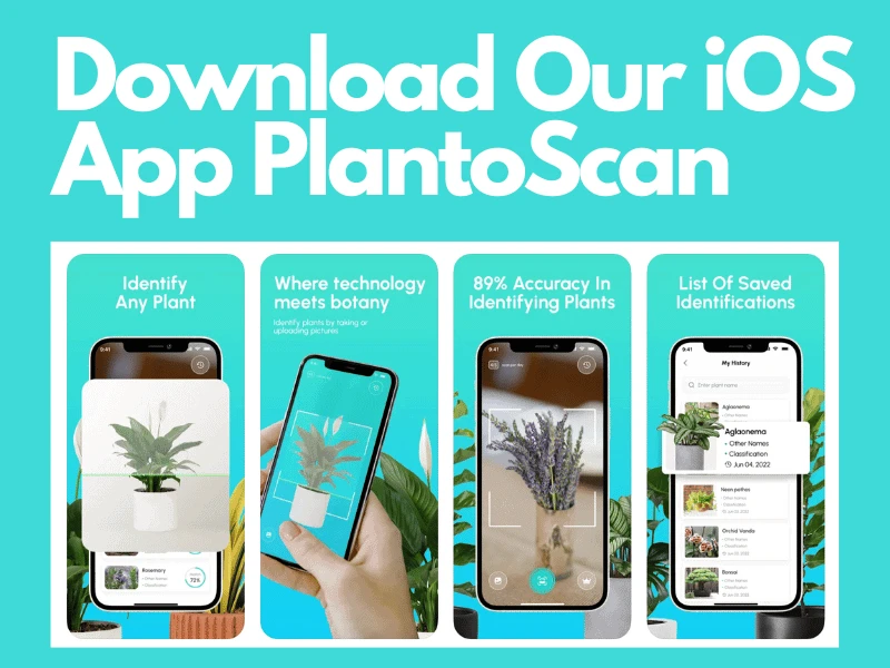 iOS应用程序PlantoScan