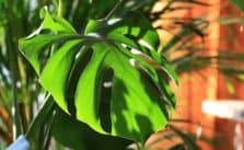 8 Best Tips For Monstera Deliciosa Care – Read This