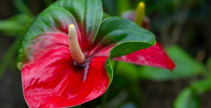 Anthurium Scherzerianum – #1 Best Care Tips