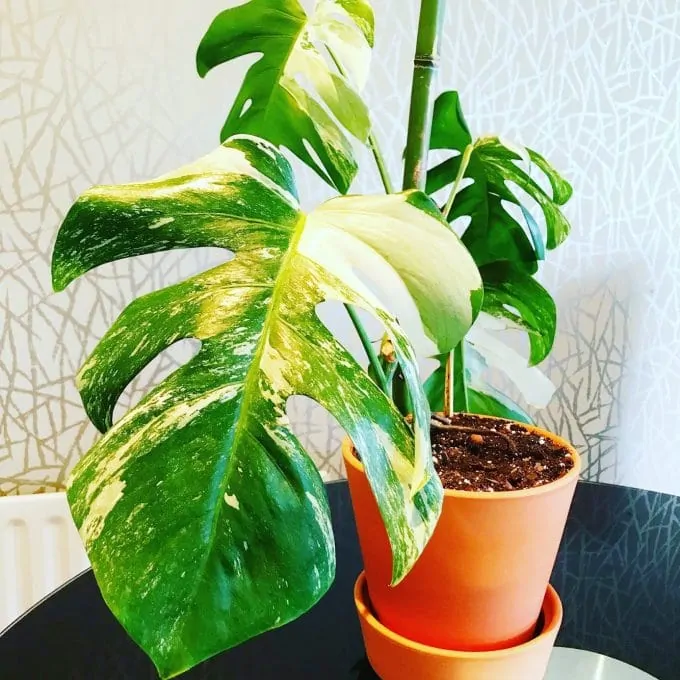 Variegated Monstera Deliciosa plant