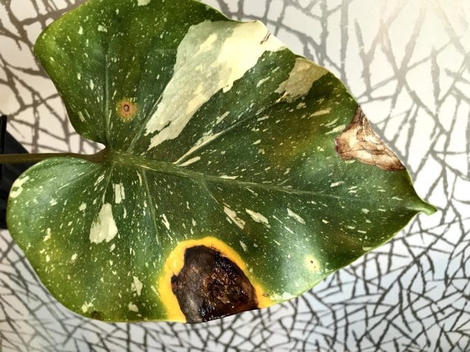 Bacterial infection seen on leaf of Monstera ThaI Constellation