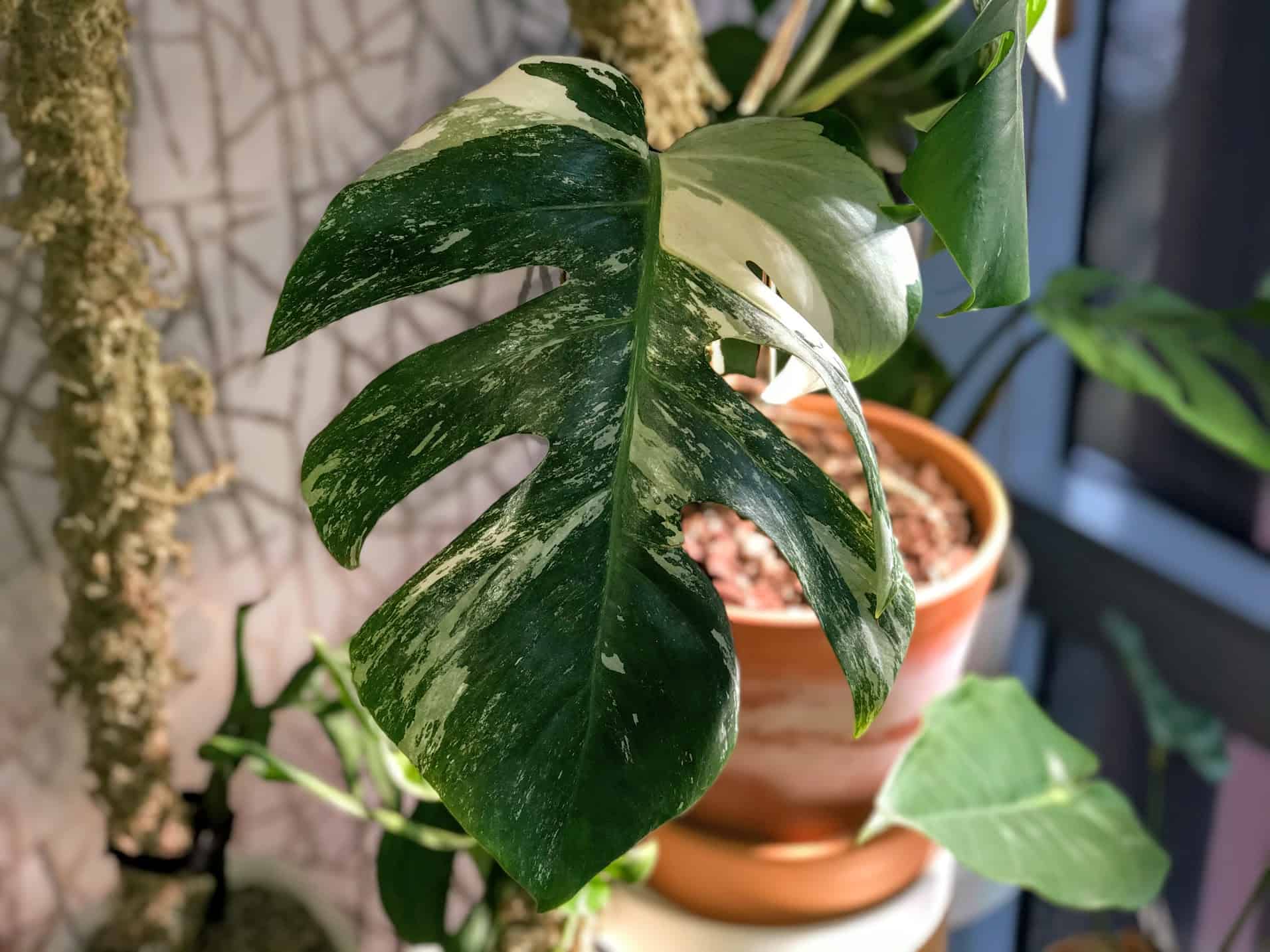 Variegated Monstera Deliciosa Borsigiana Care