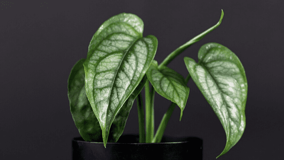 Monstera Siltepecana Plant Care Article