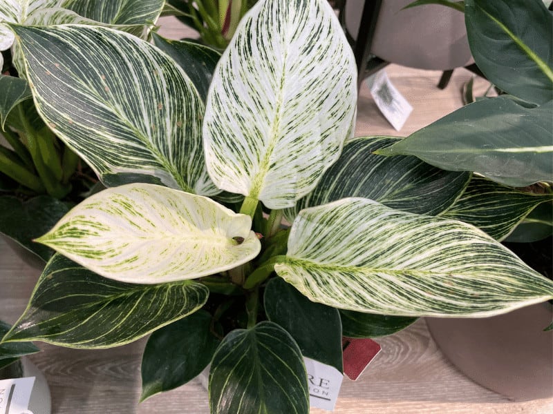 φlodendron birkin with intense variegation