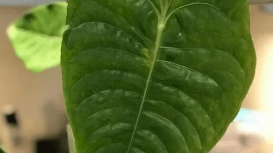 Anthurium Veitchii with ruffled leaf