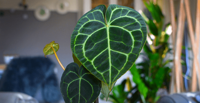 Anthurium clarinervium Plant Care