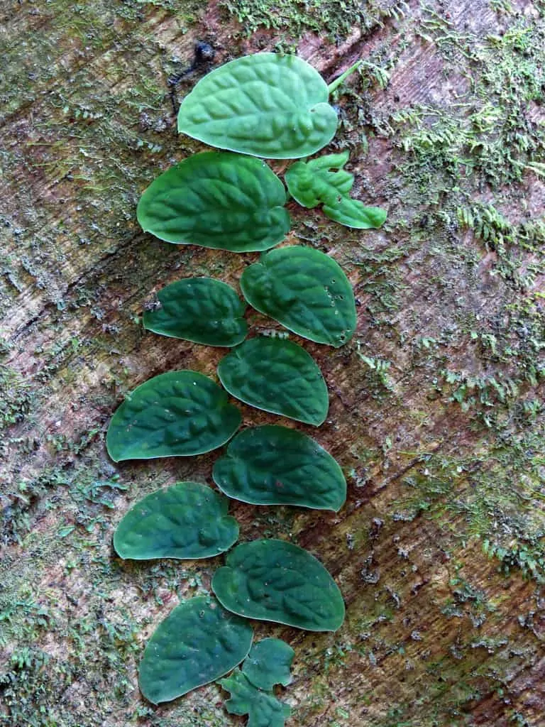 Shingling Monstera Dubia