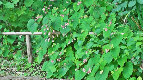 Begonia Grandis Care