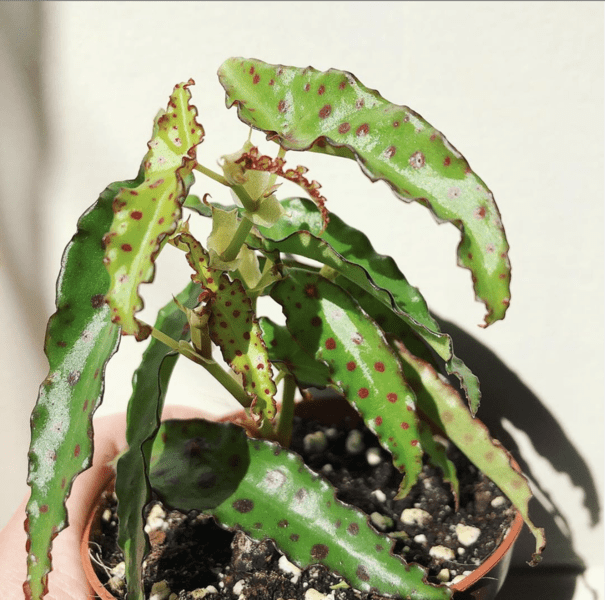 Begonia amphioxus