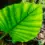 Tropical Plants Care #1 Best Guide [Expert Advice]