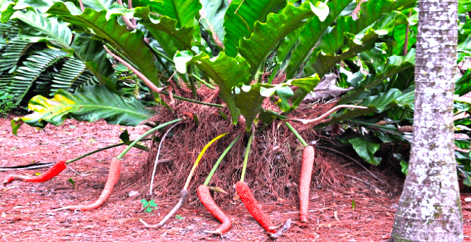 Anthurium Hookeri PlantCare