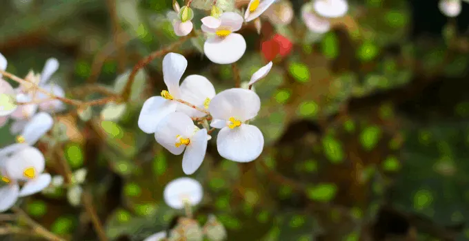 Begonia Dreige Plant Care