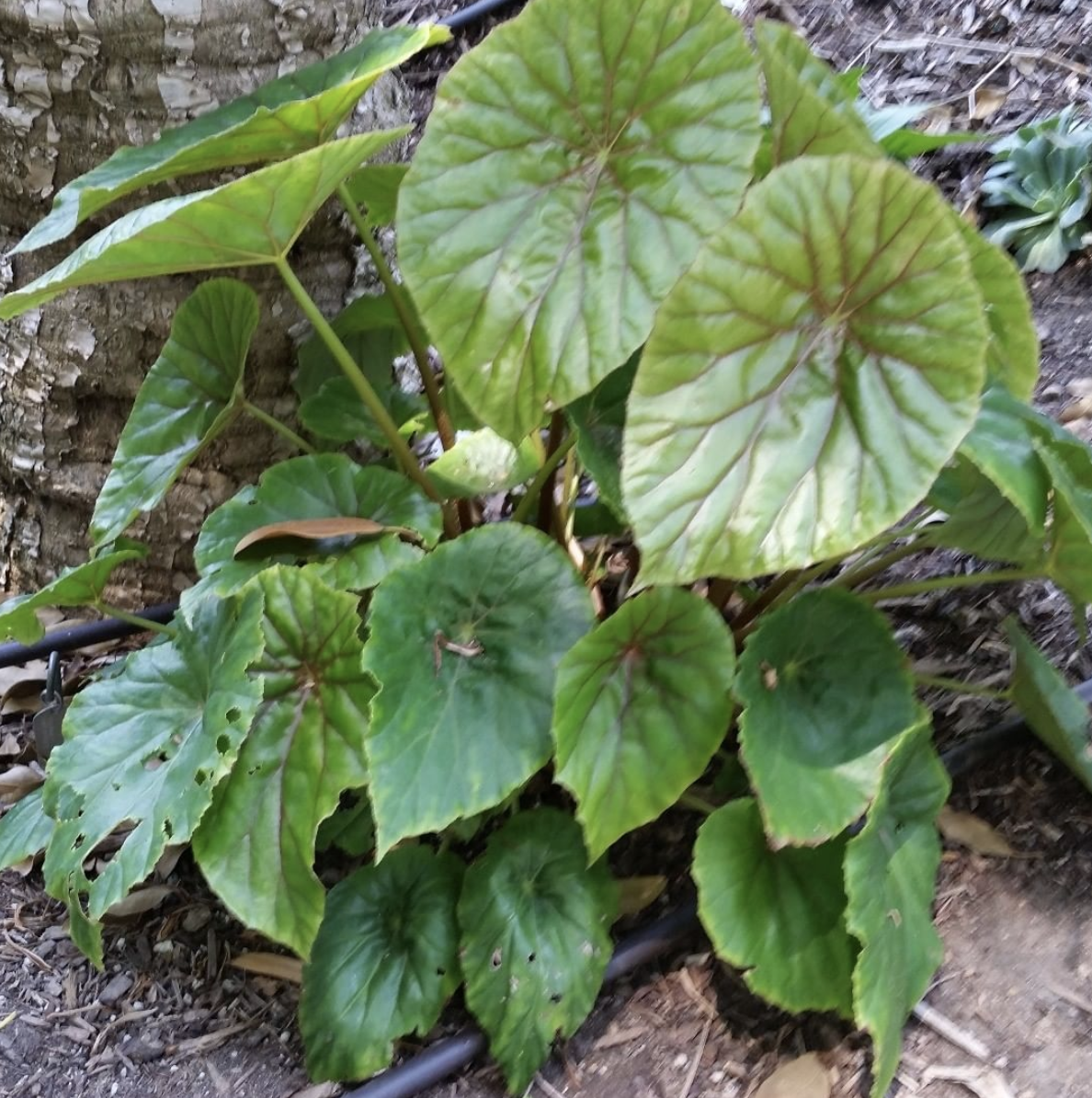 Begonia Nelumbiifolia