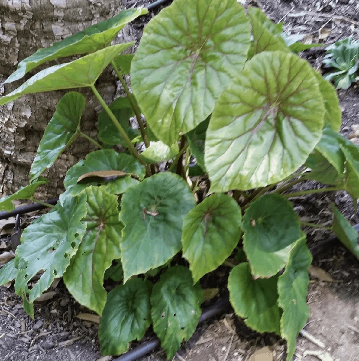 Begonia Nelumbiifolia