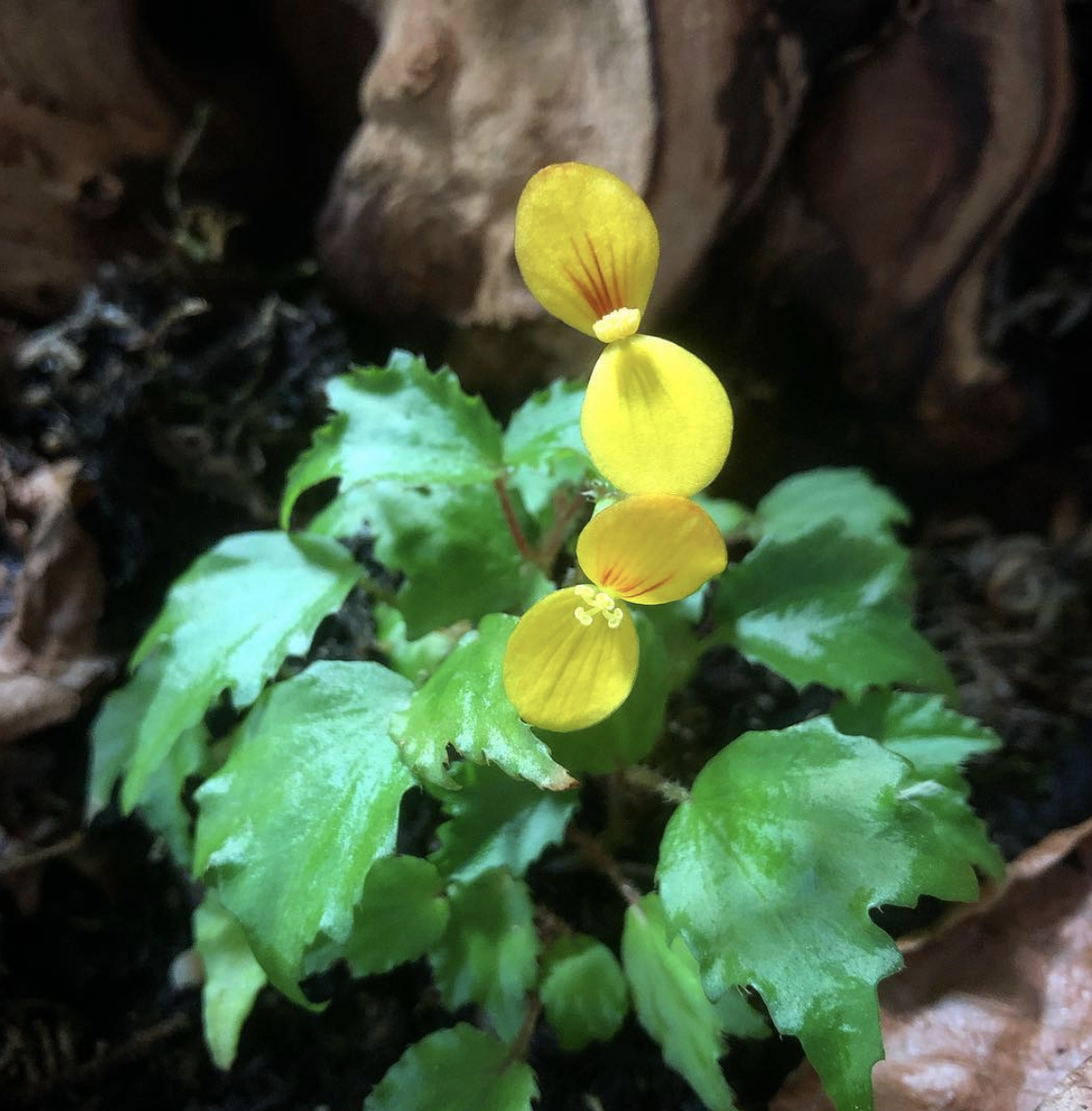 Begonia Prismatocarpa