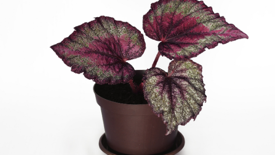 Begonia rex