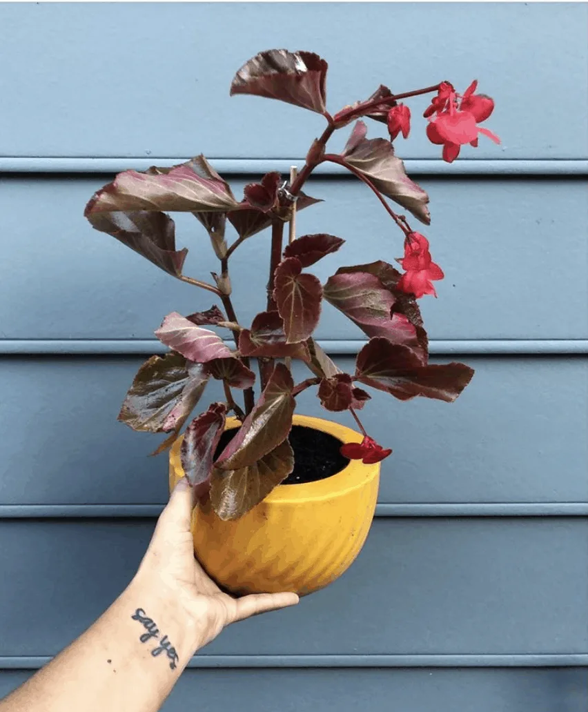 Bronze Leaf Begonia