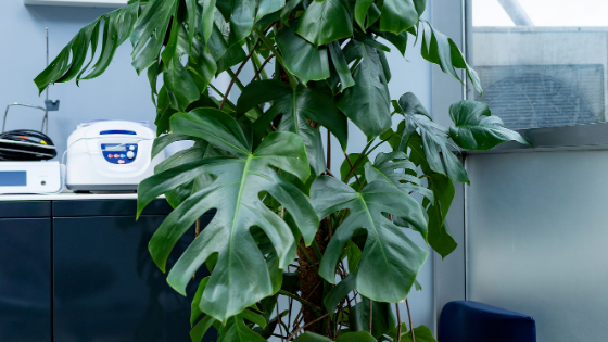 How to care for Monstera Deliciosa in winter