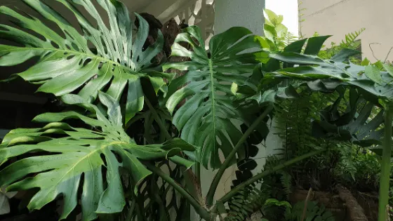 How to fertilize Monstera Deliciosa