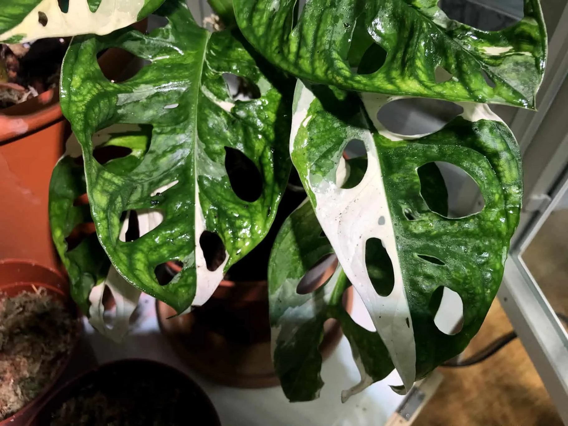 Monstera Adansonii Variegata