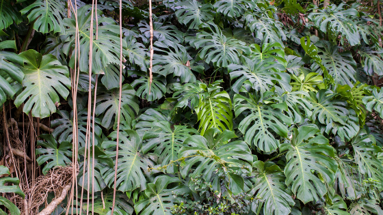 Monstera Deliciosa growth rate