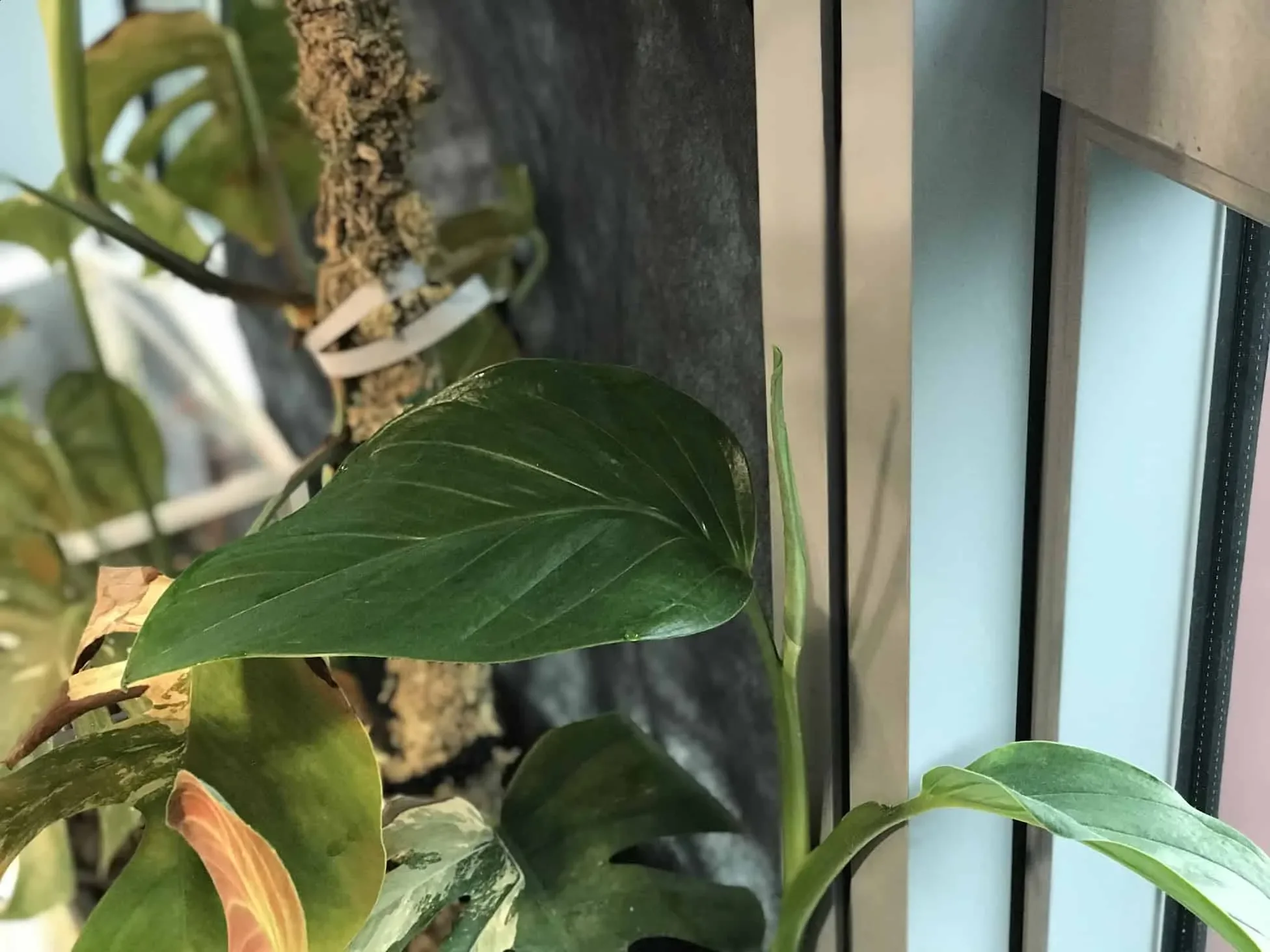 Monstera Lechleriana Care