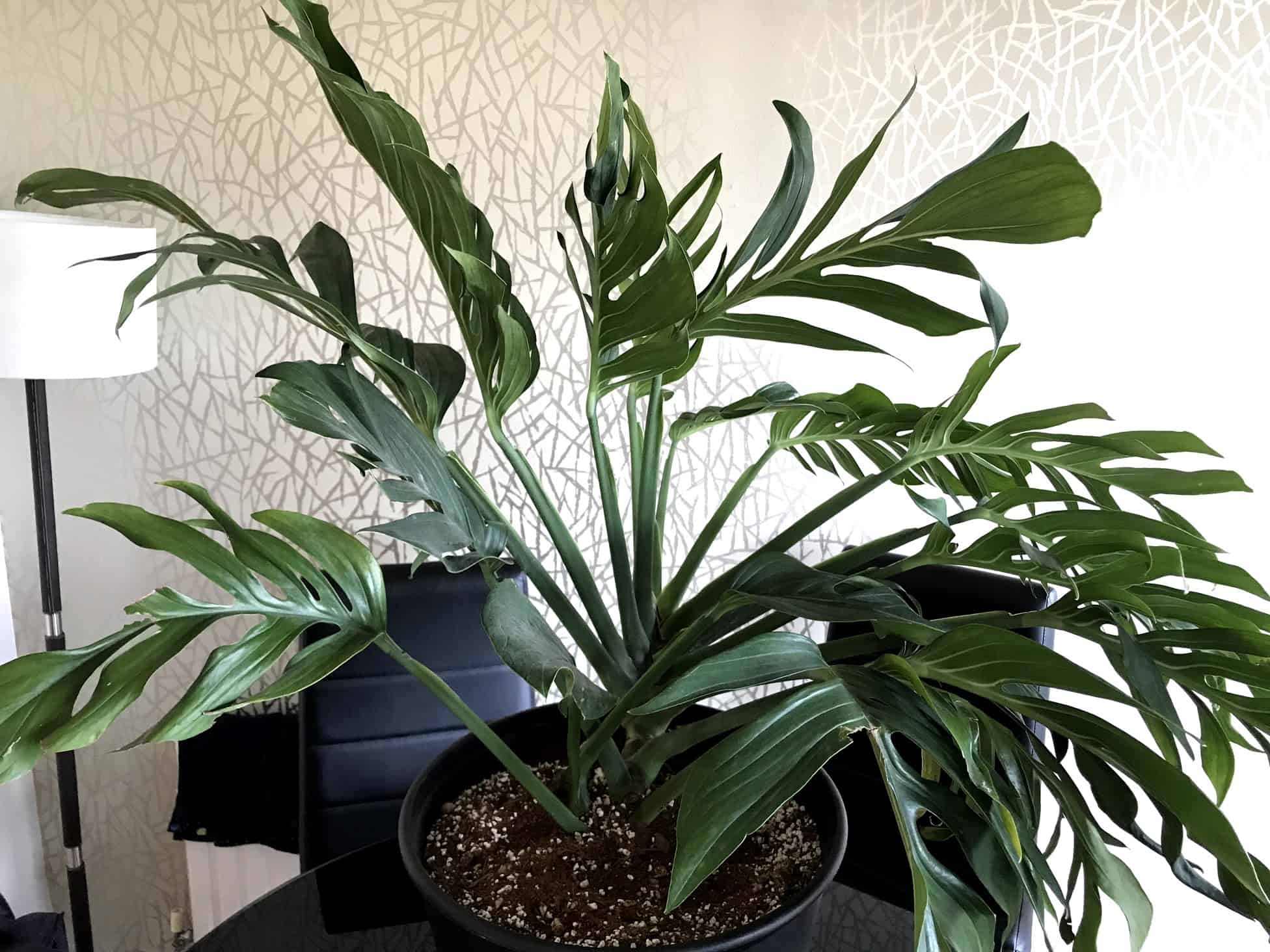 Monstera Pinnatipartita