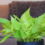 Neon Pothos Care Made Easy – #1 Best Guide