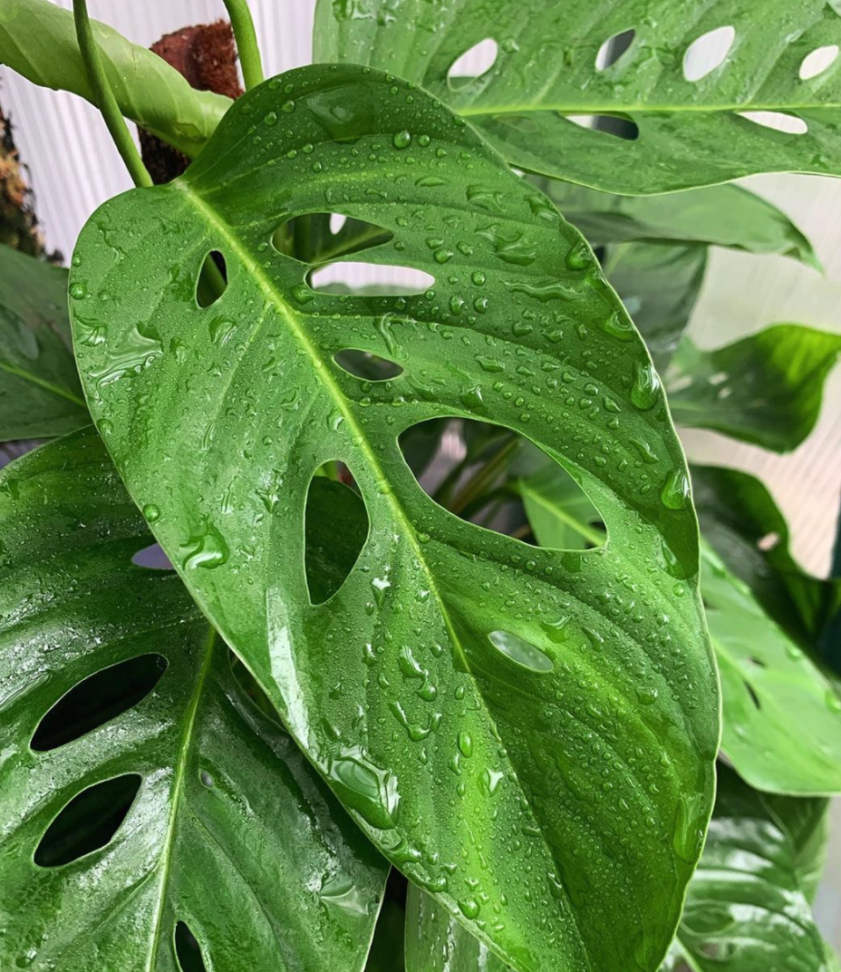 Monstera Adansonii var. laniata Plant Care