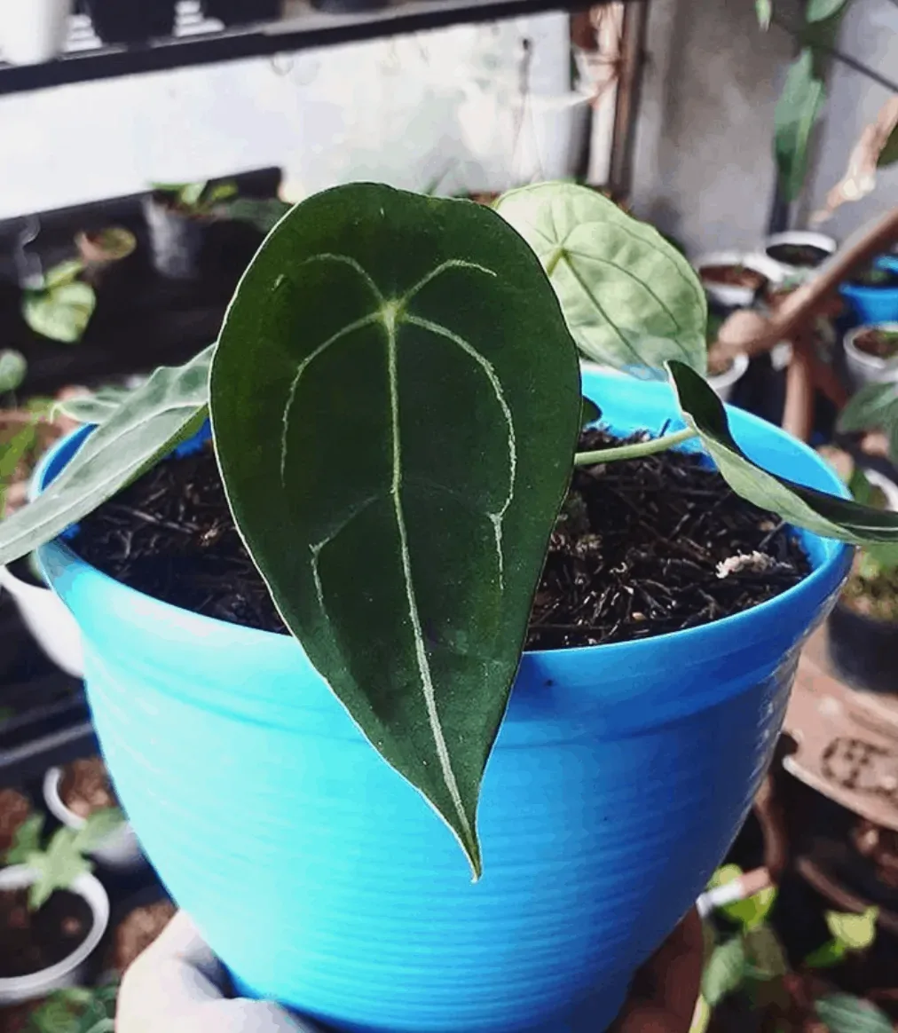 Anthurium Forgetti