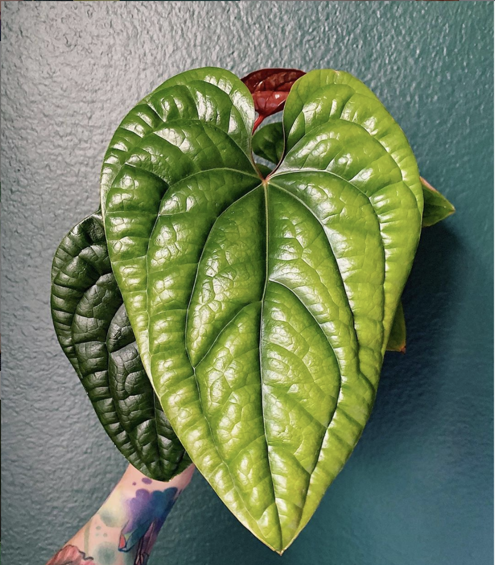 Anthurium Radicans