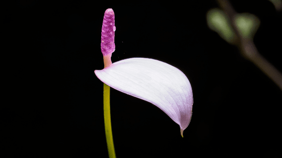 Anthurium Amnicola