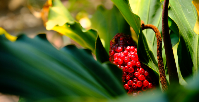 Anthurium Plowmanii Plant Care