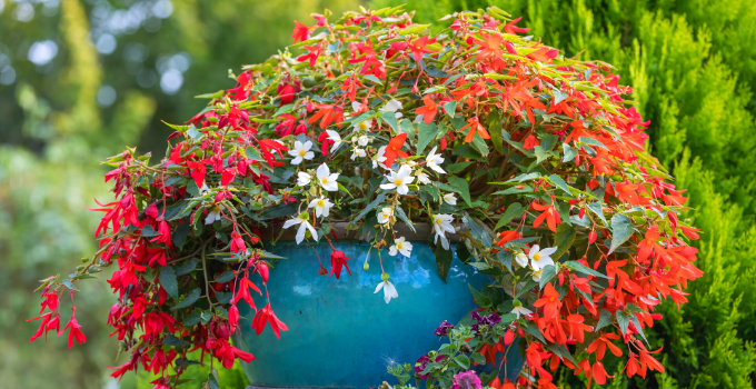 Begonia Boliviensis Care