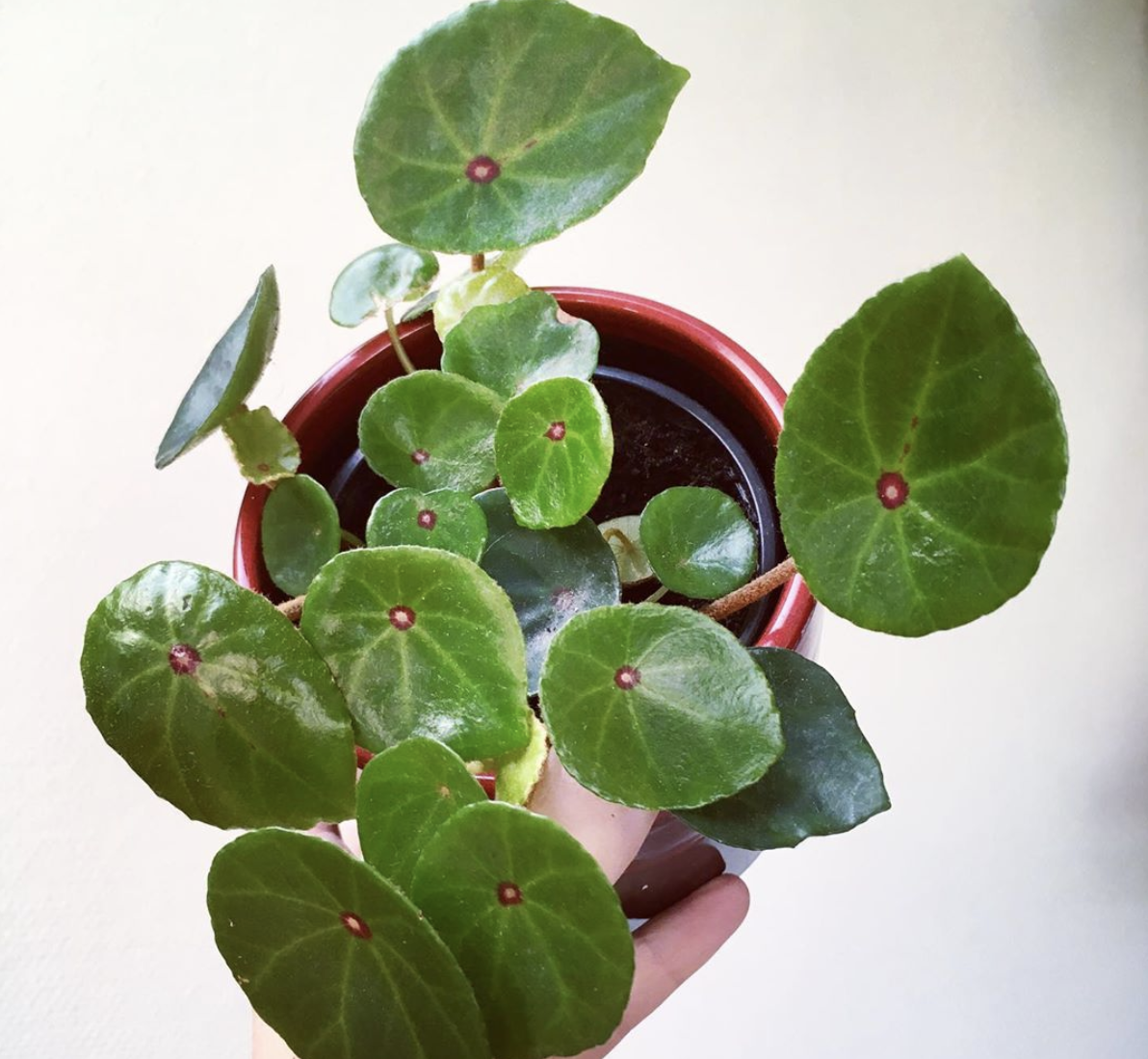 Begonia Conchifolia