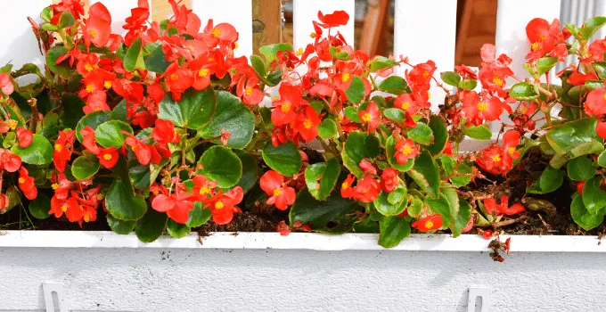 Begonia Cucullata Care