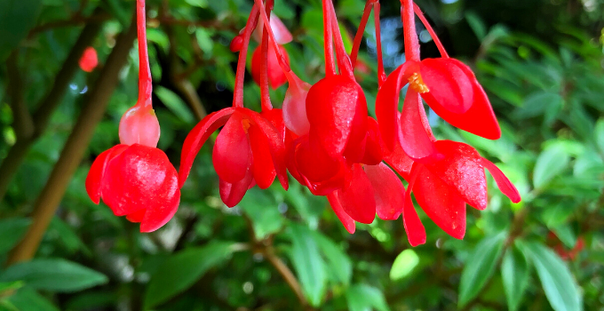 Begonia Foliosa Plant Care
