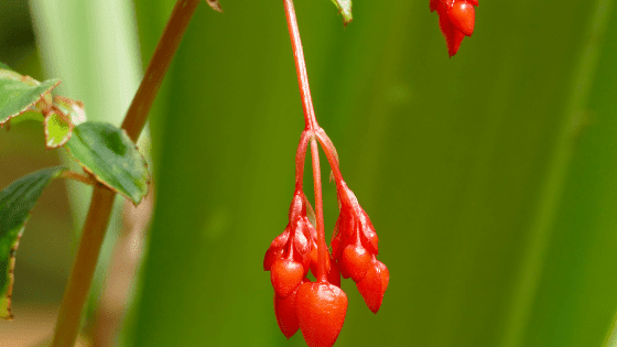 Begonia Fuchsioides