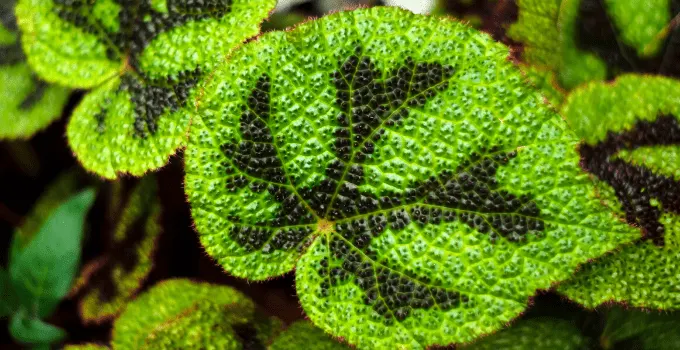 Begonia Masoniana Plant Care