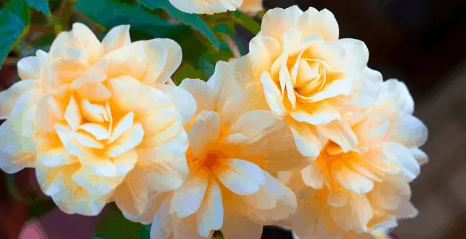 Begonia Odorata Plant Care