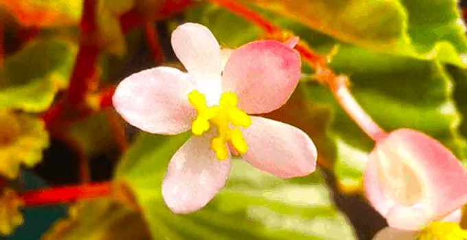 Begonia Sparreana Plant Care