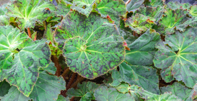 Begonia Thelmae Plant Care