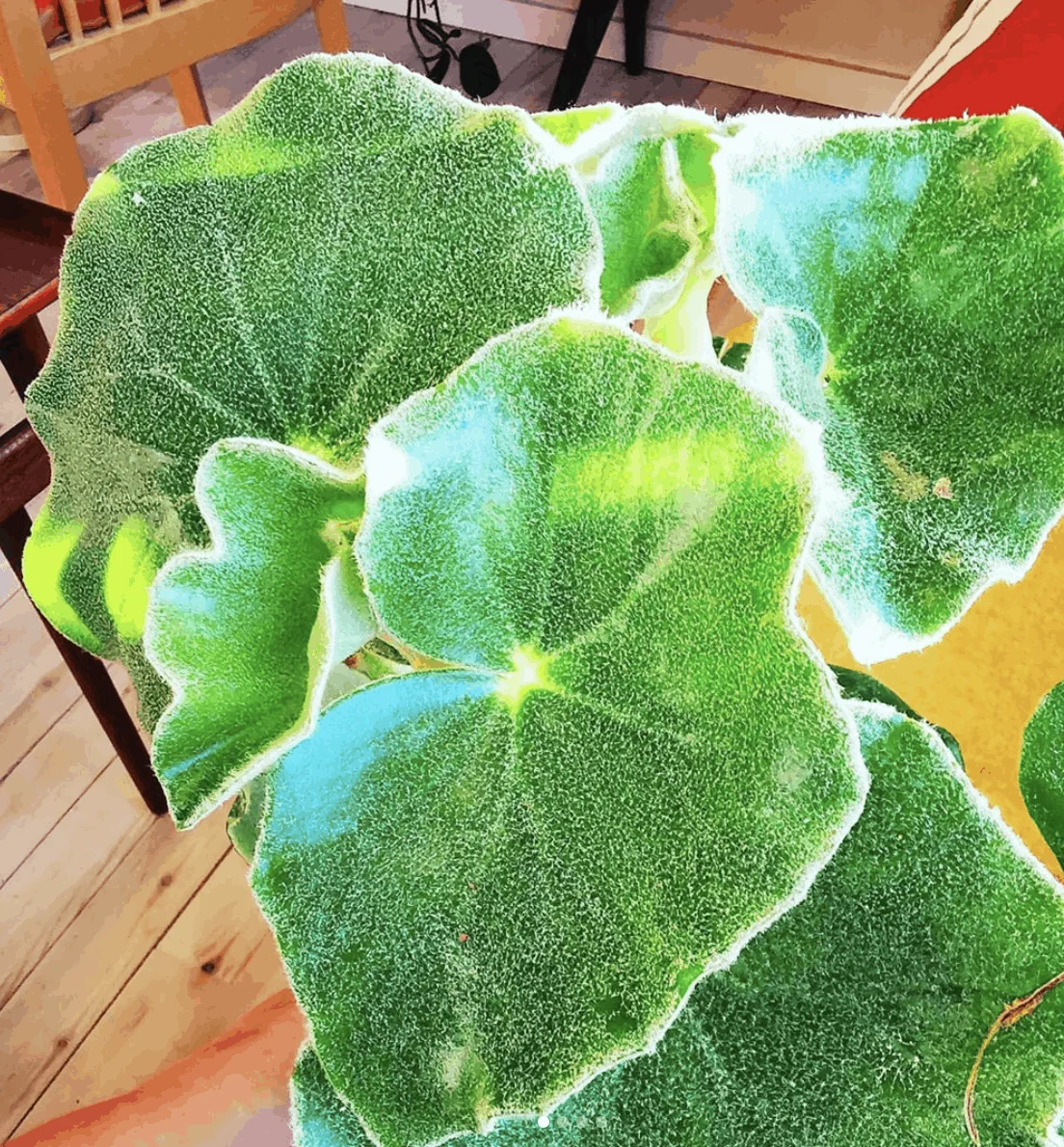 Begonia Venosa