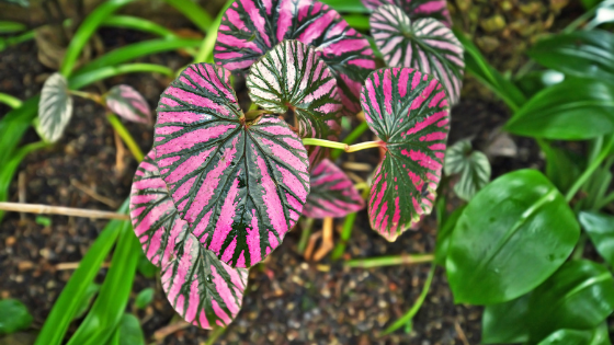 Begonia brevirimosa