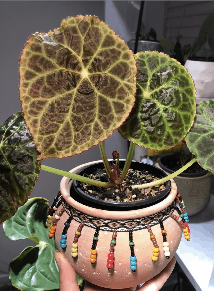 Begonia goegoensis