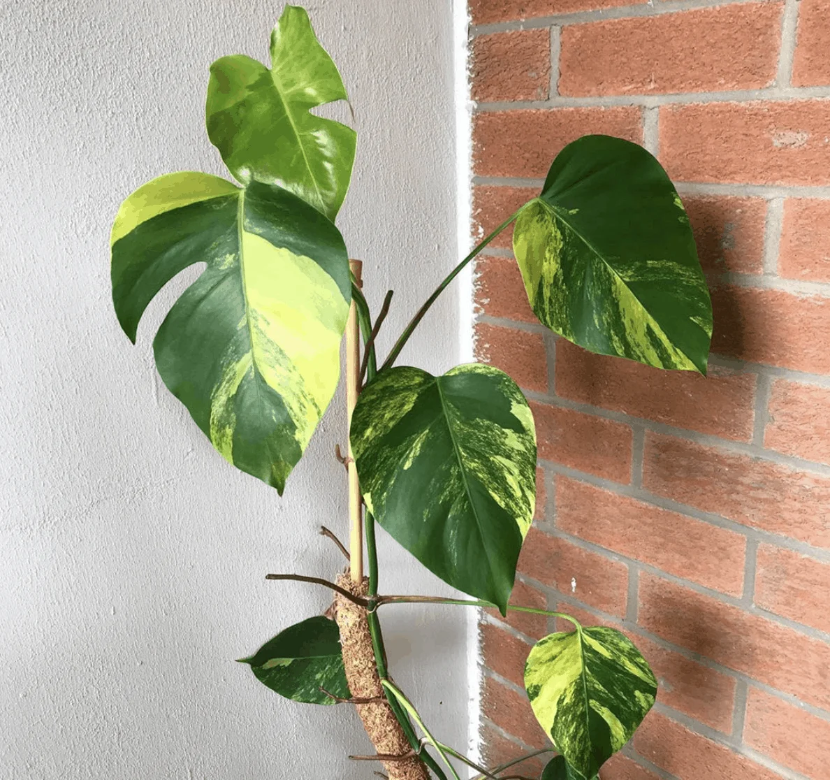 Monstera Borsigiana Aurea