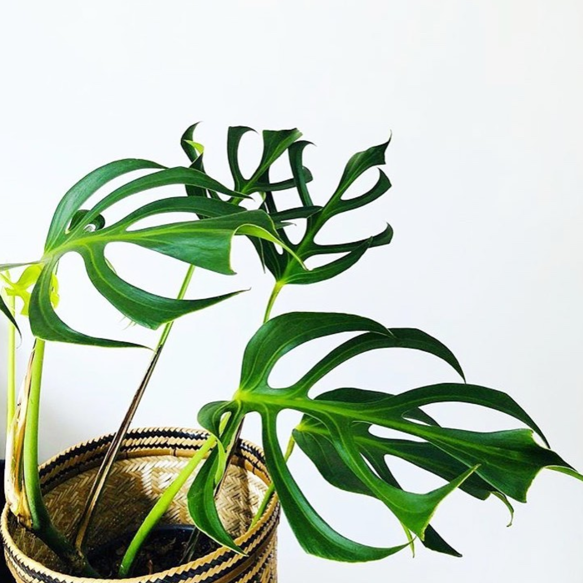 Monstera Dilacerata Care