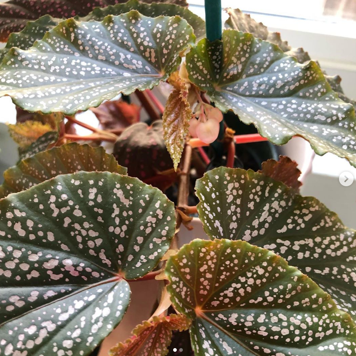 Begonia Benigo