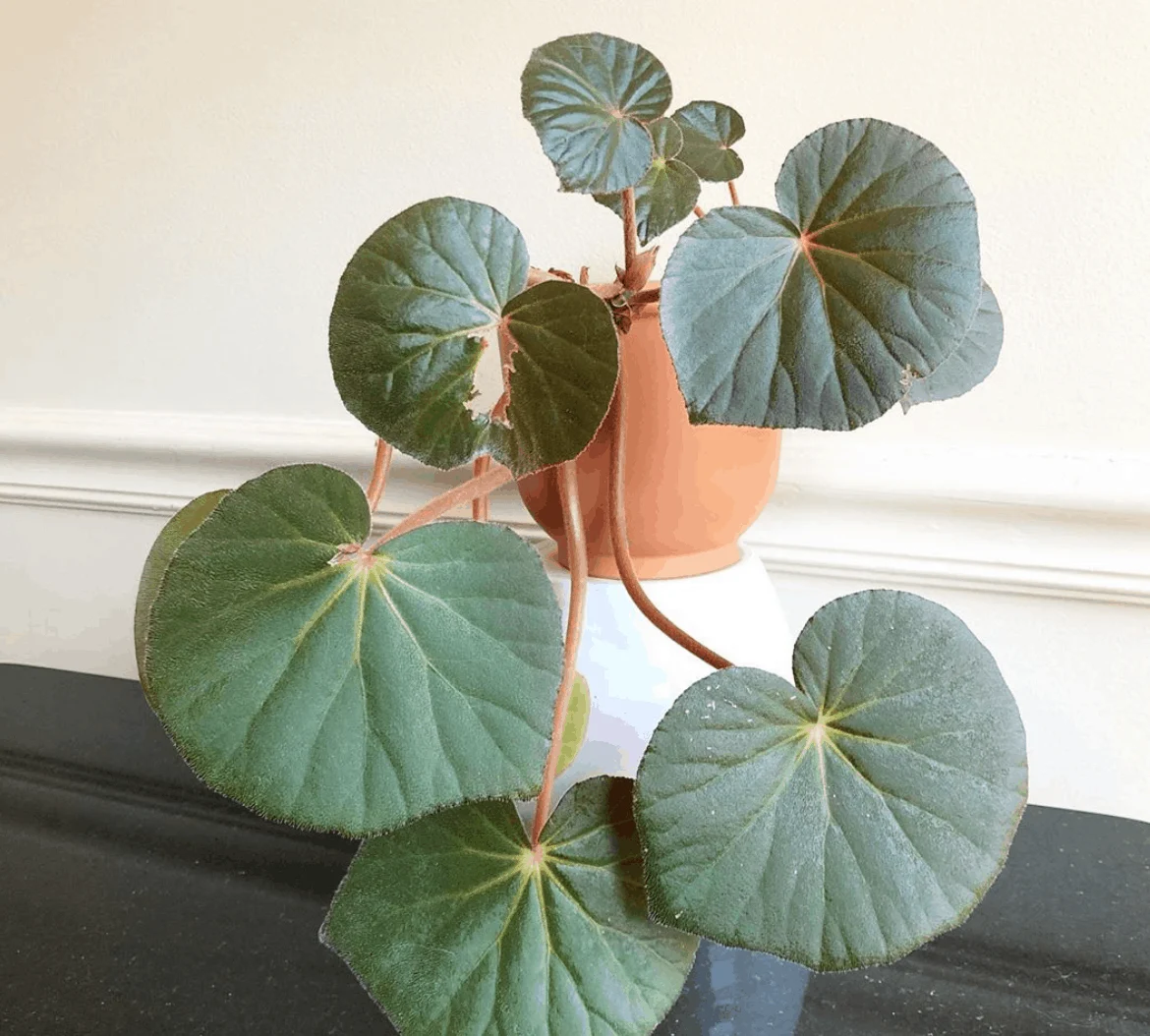 Begonia Acetosa