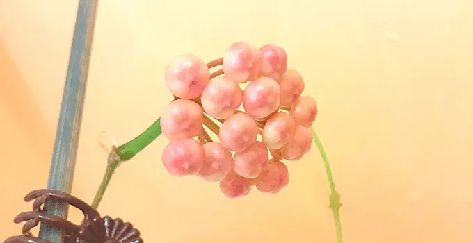 球兰Rotundiflora